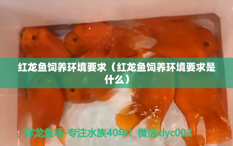 红龙鱼饲养环境要求（红龙鱼饲养环境要求是什么） 印尼红龙鱼