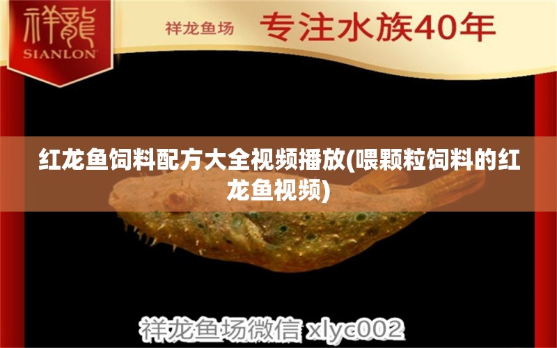 红龙鱼饲料配方大全视频播放(喂颗粒饲料的红龙鱼视频)