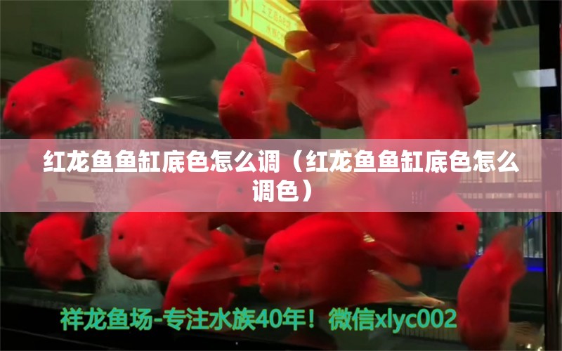 红龙鱼鱼缸底色怎么调（红龙鱼鱼缸底色怎么调色）