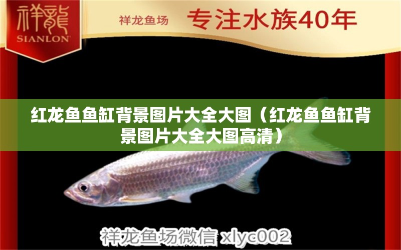 红龙鱼鱼缸背景图片大全大图（红龙鱼鱼缸背景图片大全大图高清） 印尼红龙鱼