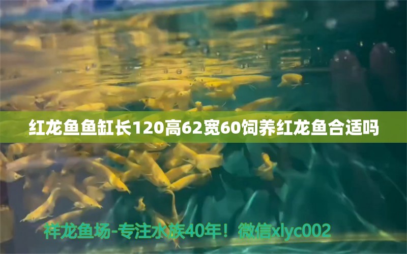 红龙鱼鱼缸长120高62宽60饲养红龙鱼合适吗