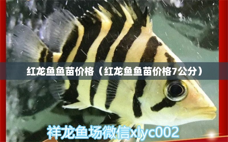 红龙鱼鱼苗价格（红龙鱼鱼苗价格7公分）