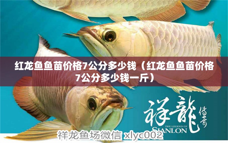 红龙鱼鱼苗价格7公分多少钱（红龙鱼鱼苗价格7公分多少钱一斤） 印尼红龙鱼