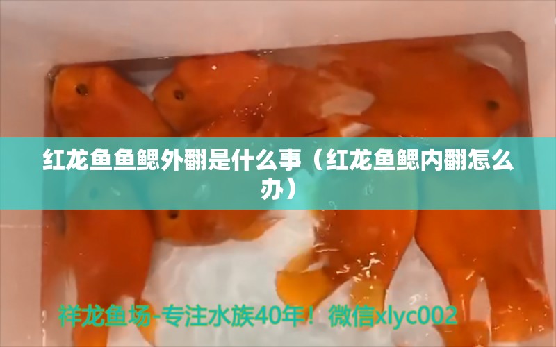 红龙鱼鱼鳃外翻是什么事（红龙鱼鳃内翻怎么办）