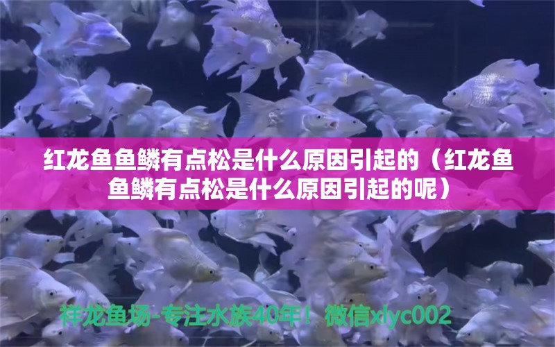 红龙鱼鱼鳞有点松是什么原因引起的（红龙鱼鱼鳞有点松是什么原因引起的呢） 印尼红龙鱼