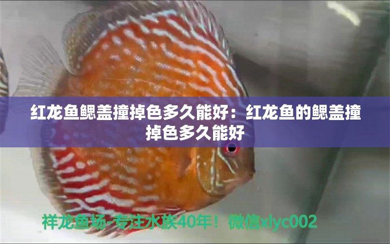 红龙鱼鳃盖撞掉色多久能好：红龙鱼的鳃盖撞掉色多久能好