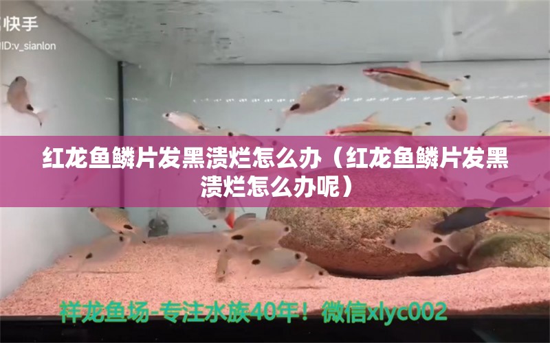 红龙鱼鳞片发黑溃烂怎么办（红龙鱼鳞片发黑溃烂怎么办呢）