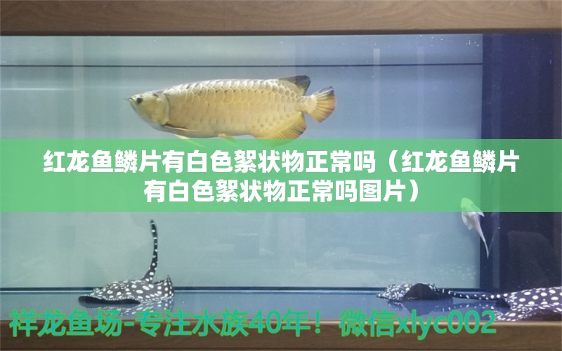 红龙鱼鳞片有白色絮状物正常吗（红龙鱼鳞片有白色絮状物正常吗图片） 印尼红龙鱼