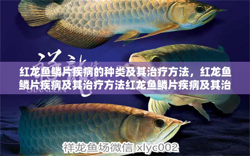 红龙鱼鳞片疾病的种类及其治疗方法，红龙鱼鳞片疾病及其治疗方法红龙鱼鳞片疾病及其治疗方法