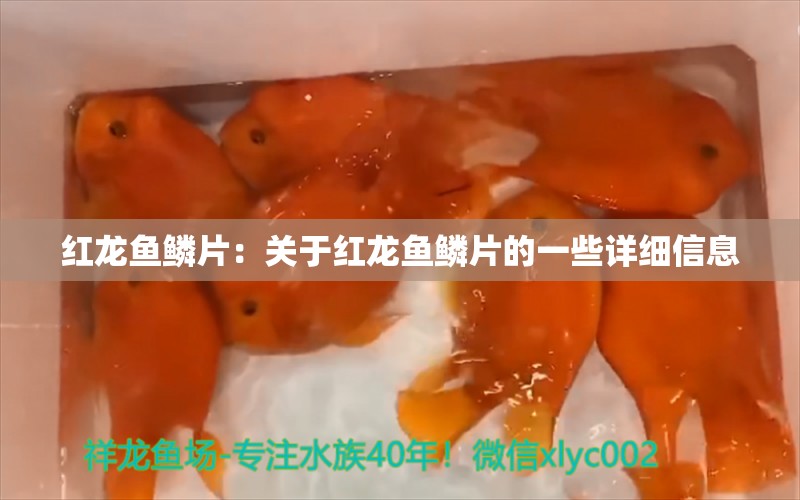 红龙鱼鳞片：关于红龙鱼鳞片的一些详细信息 龙鱼百科 第2张