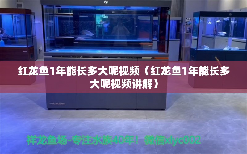 红龙鱼1年能长多大呢视频（红龙鱼1年能长多大呢视频讲解） 印尼红龙鱼