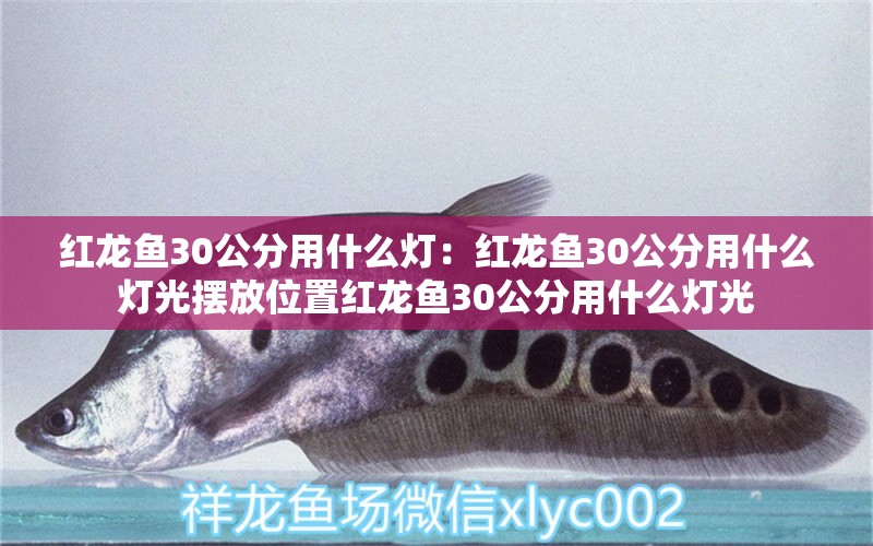 红龙鱼30公分用什么灯：红龙鱼30公分用什么灯光摆放位置红龙鱼30公分用什么灯光