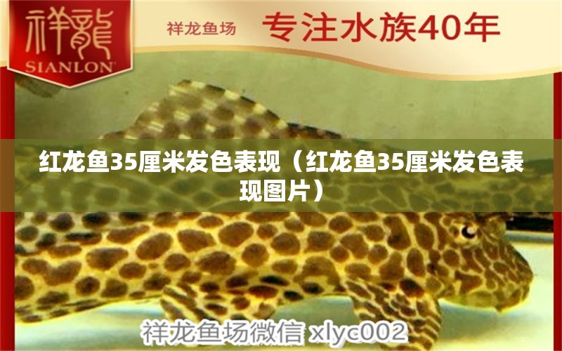 红龙鱼35厘米发色表现（红龙鱼35厘米发色表现图片） 龙鱼百科