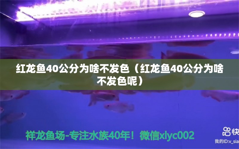 红龙鱼40公分为啥不发色（红龙鱼40公分为啥不发色呢）