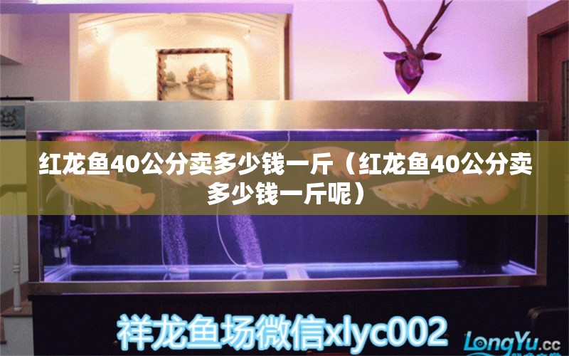 红龙鱼40公分卖多少钱一斤（红龙鱼40公分卖多少钱一斤呢） 印尼红龙鱼