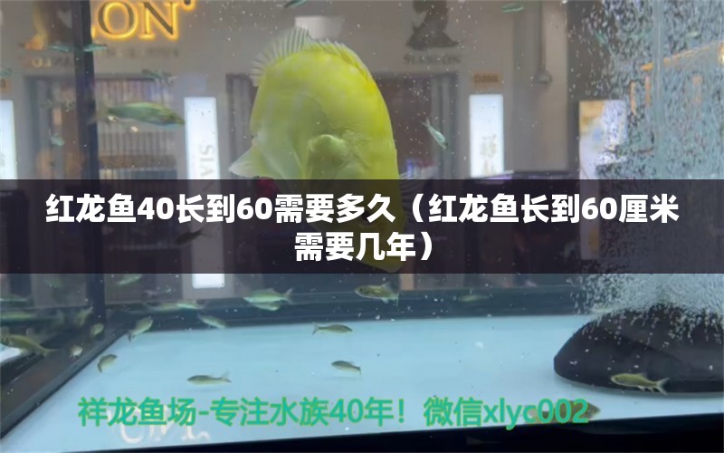 红龙鱼40长到60需要多久（红龙鱼长到60厘米需要几年） 印尼红龙鱼