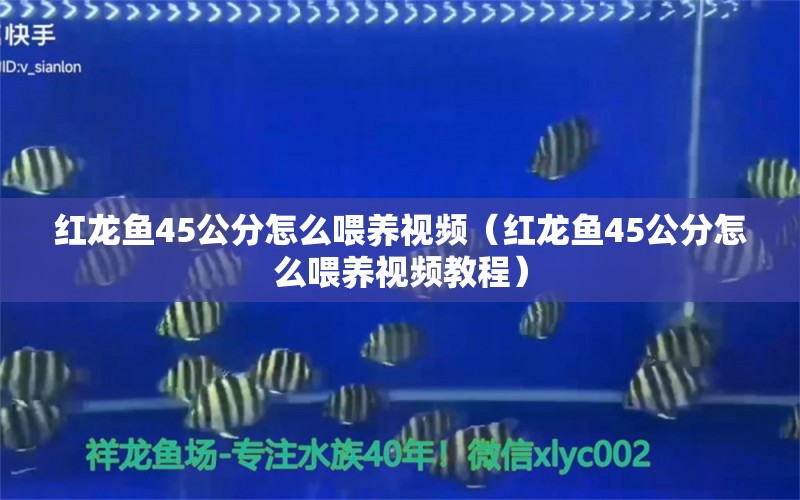 红龙鱼45公分怎么喂养视频（红龙鱼45公分怎么喂养视频教程）