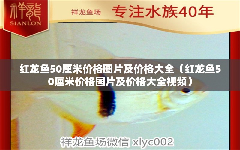 红龙鱼50厘米价格图片及价格大全（红龙鱼50厘米价格图片及价格大全视频）