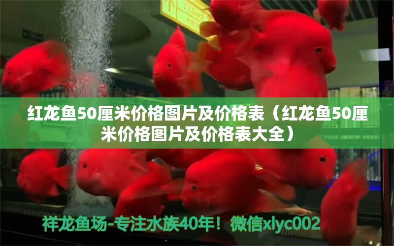 红龙鱼50厘米价格图片及价格表（红龙鱼50厘米价格图片及价格表大全）