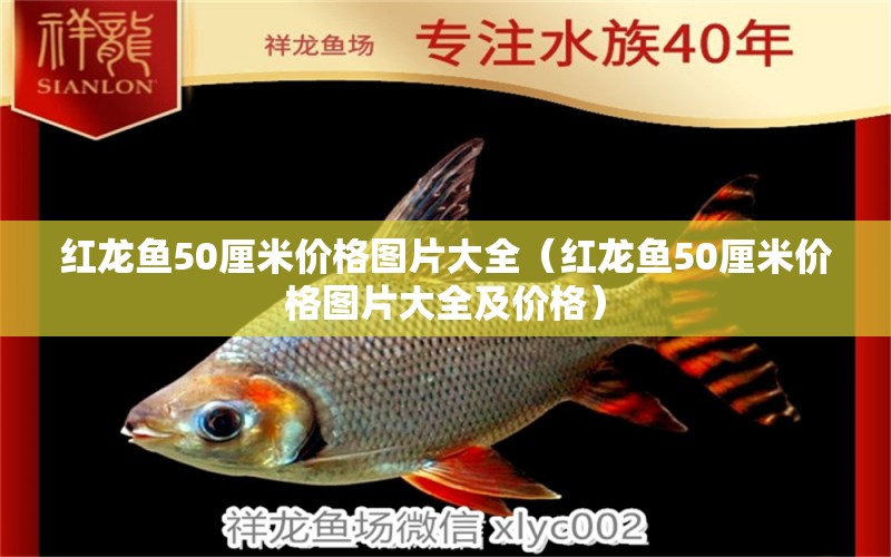 红龙鱼50厘米价格图片大全（红龙鱼50厘米价格图片大全及价格）