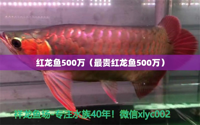 红龙鱼500万（最贵红龙鱼500万）