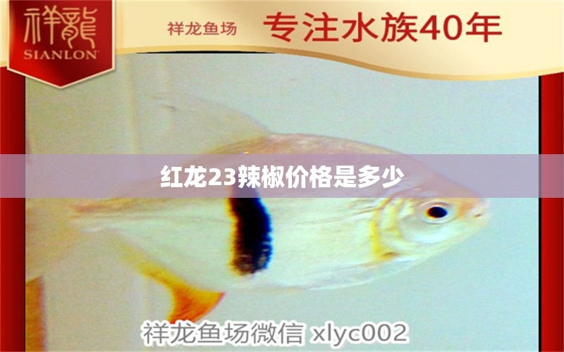 红龙23辣椒价格是多少