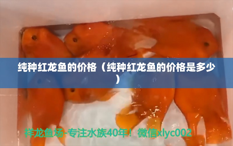 纯种红龙鱼的价格（纯种红龙鱼的价格是多少）