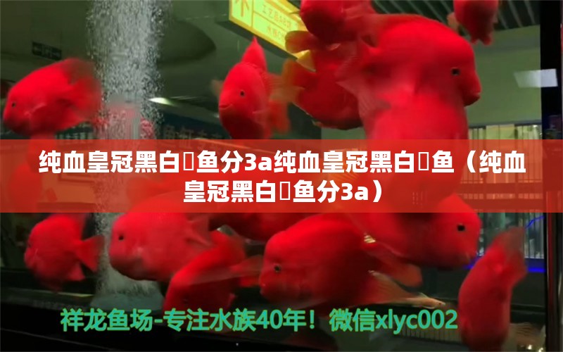 纯血皇冠黑白魟鱼分3a纯血皇冠黑白魟鱼（纯血皇冠黑白魟鱼分3a） 纯血皇冠黑白魟鱼