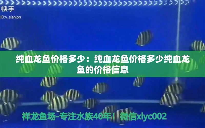 纯血龙鱼价格多少：纯血龙鱼价格多少纯血龙鱼的价格信息