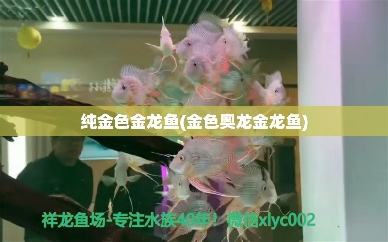 纯金色金龙鱼(金色奥龙金龙鱼) 水族杂谈