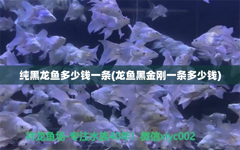 纯黑龙鱼多少钱一条(龙鱼黑金刚一条多少钱) 水族杂谈