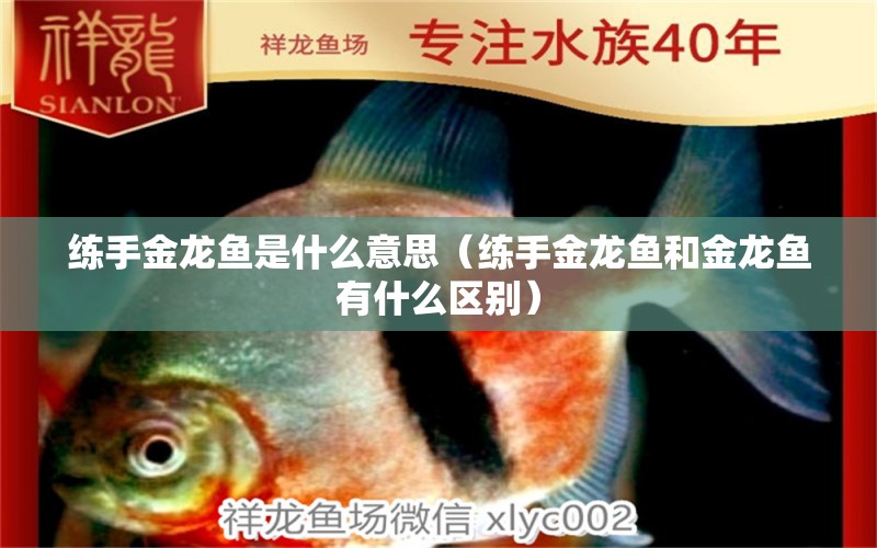 练手金龙鱼是什么意思（练手金龙鱼和金龙鱼有什么区别） 祥龙水族医院