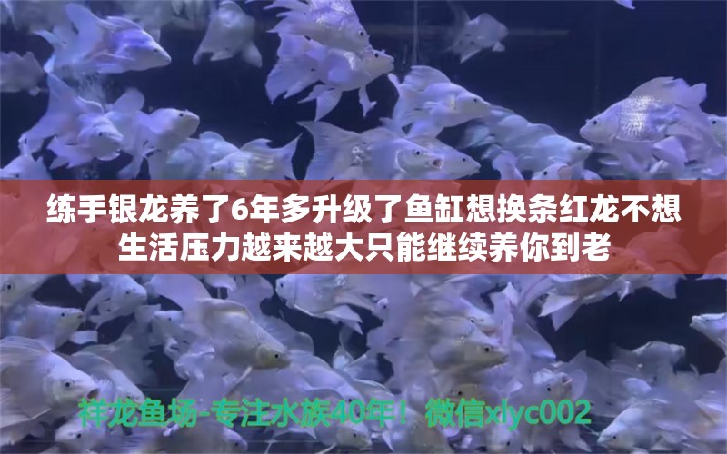 练手银龙养了6年多升级了鱼缸想换条红龙不想生活压力越来越大只能继续养你到老 慈雕鱼