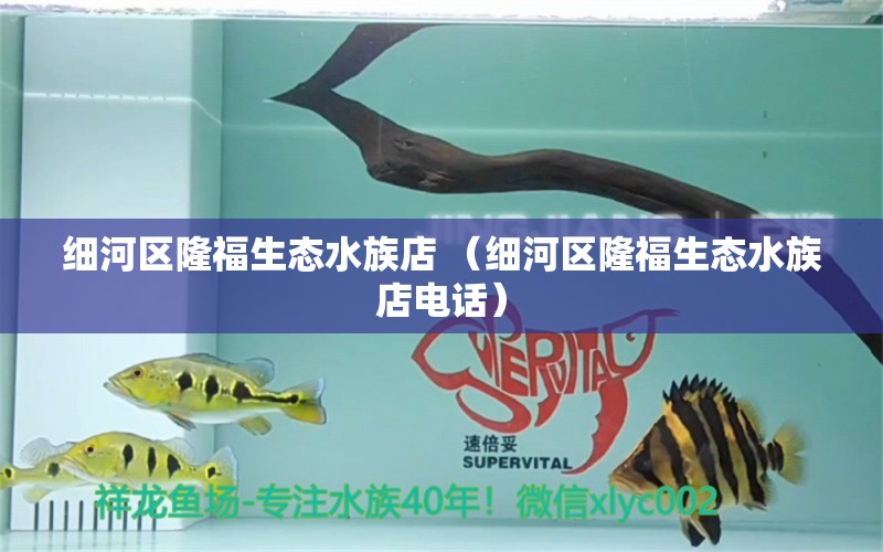 细河区隆福生态水族店 （细河区隆福生态水族店电话） 全国水族馆企业名录 第1张