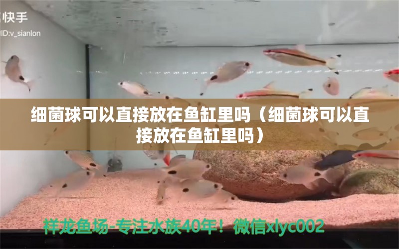 细菌球可以直接放在鱼缸里吗（细菌球可以直接放在鱼缸里吗） 锦鲤鱼