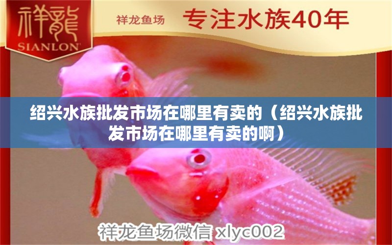 绍兴水族批发市场在哪里有卖的（绍兴水族批发市场在哪里有卖的啊）