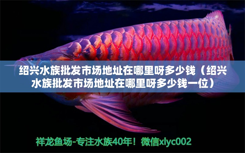 绍兴水族批发市场地址在哪里呀多少钱（绍兴水族批发市场地址在哪里呀多少钱一位）