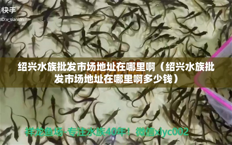 绍兴水族批发市场地址在哪里啊（绍兴水族批发市场地址在哪里啊多少钱）