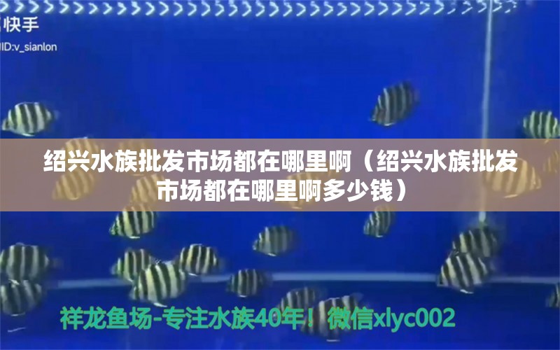 绍兴水族批发市场都在哪里啊（绍兴水族批发市场都在哪里啊多少钱） 观赏鱼水族批发市场