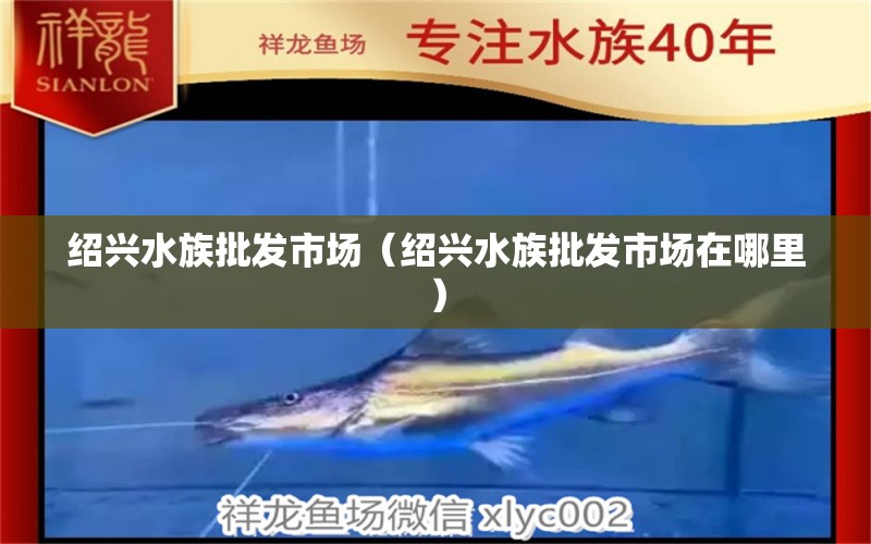 绍兴水族批发市场（绍兴水族批发市场在哪里） 观赏鱼水族批发市场