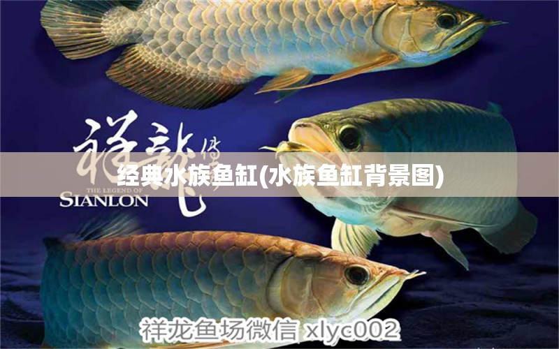 经典水族鱼缸(水族鱼缸背景图)