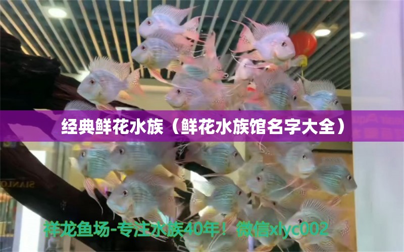 经典鲜花水族（鲜花水族馆名字大全）