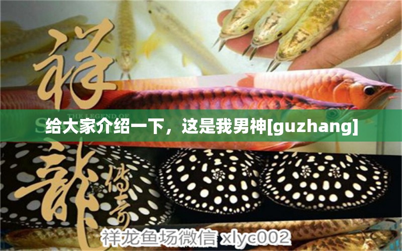 给大家介绍一下，这是我男神[guzhang] 观赏鱼论坛 第2张