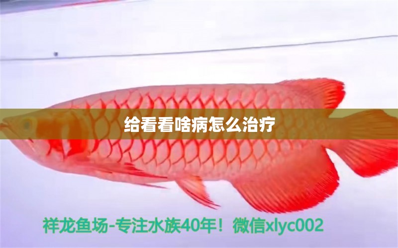 给看看啥病怎么治疗 龙鱼疾病与治疗 第5张