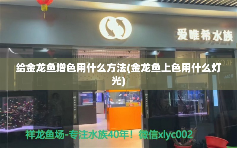 给金龙鱼增色用什么方法(金龙鱼上色用什么灯光)