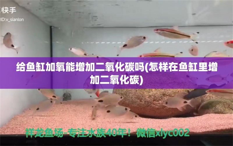 给鱼缸加氧能增加二氧化碳吗(怎样在鱼缸里增加二氧化碳) 二氧化碳设备