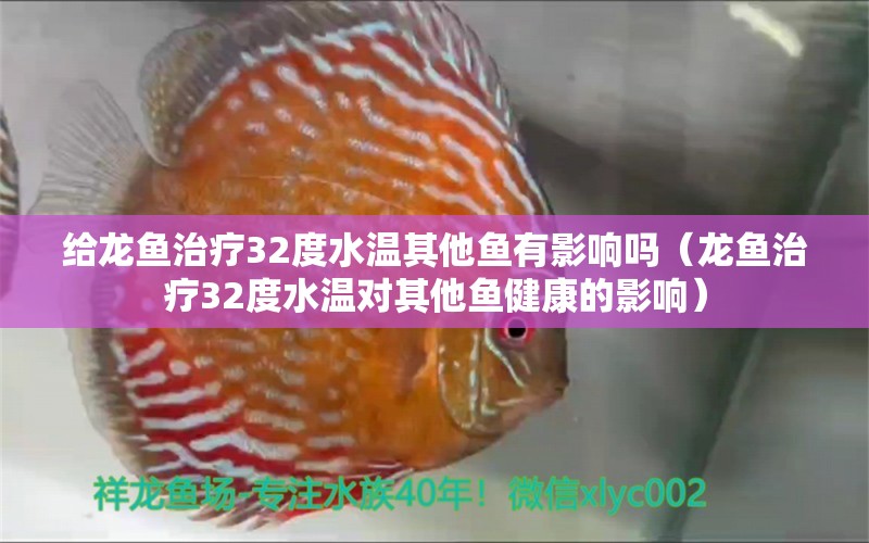 给龙鱼治疗32度水温其他鱼有影响吗（龙鱼治疗32度水温对其他鱼健康的影响）