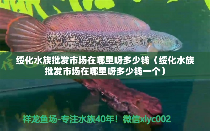 绥化水族批发市场在哪里呀多少钱（绥化水族批发市场在哪里呀多少钱一个） 白子银龙苗（黄化银龙苗）