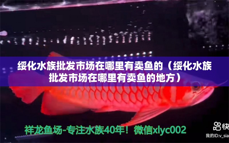 绥化水族批发市场在哪里有卖鱼的（绥化水族批发市场在哪里有卖鱼的地方） 观赏鱼水族批发市场