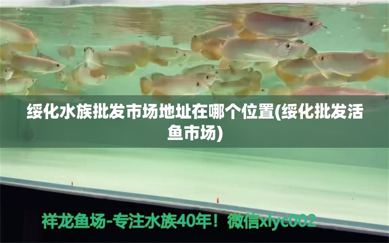 绥化水族批发市场地址在哪个位置(绥化批发活鱼市场) 观赏鱼水族批发市场